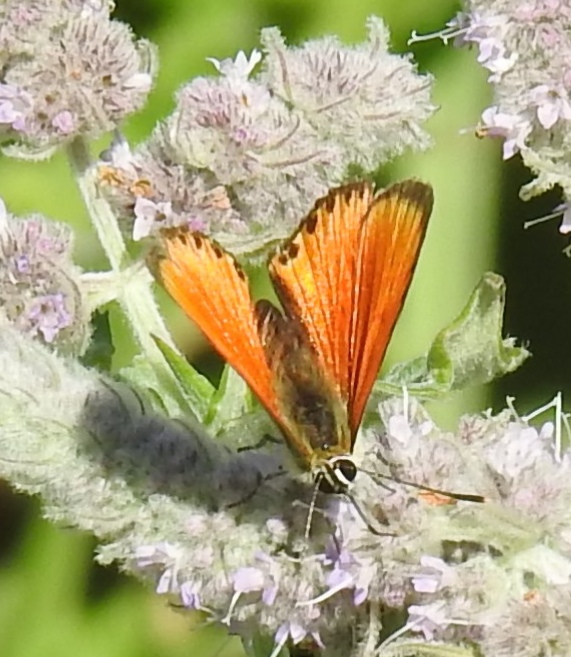 Identificazione Licaenidae: Lycaena virgaureae, maschio